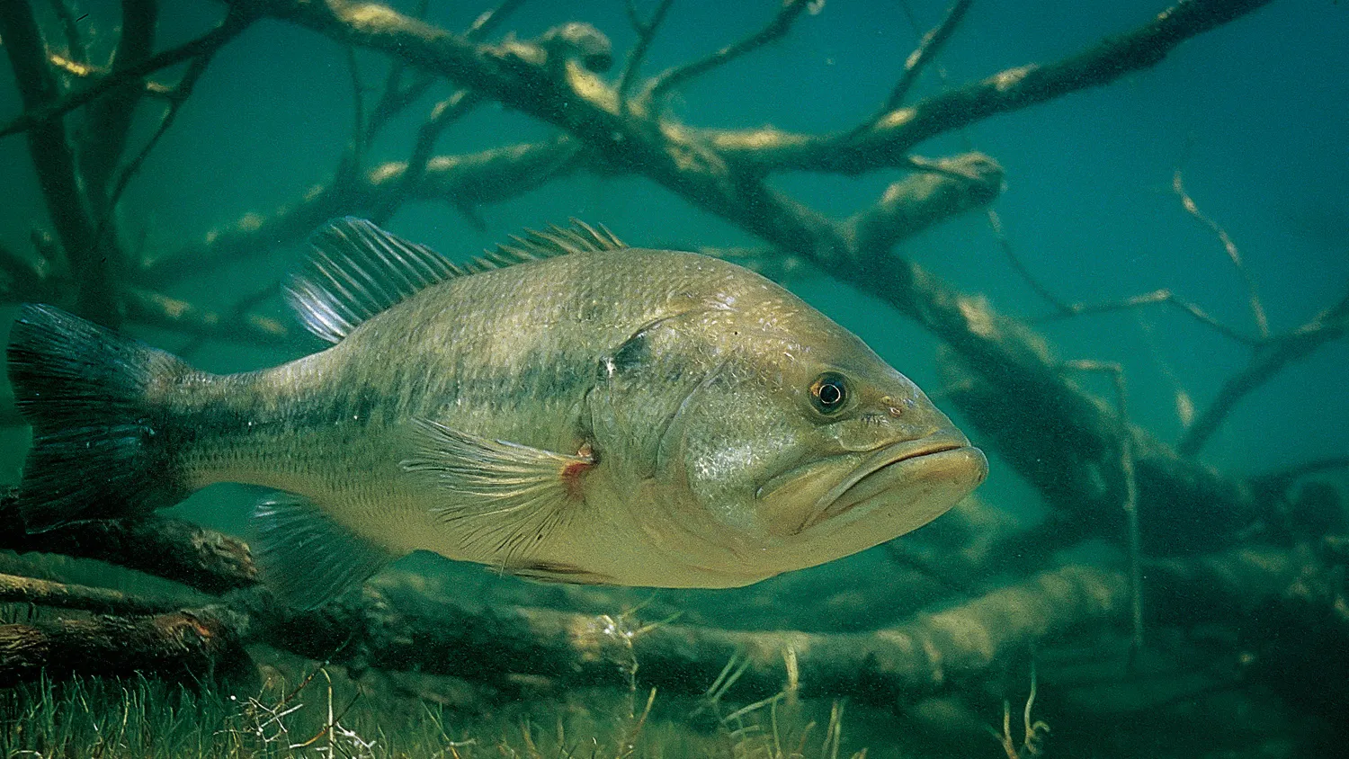 bass behavior: key factor to pick best time to fish for bass